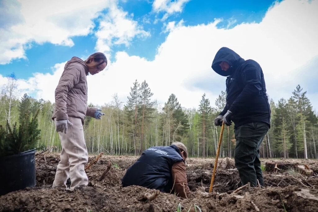 Вместе с ребятами из Волонтерского центра Алексея Вихарева высадили 4 тыс. саженцев ели рядом с селом Режик